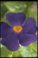 PFLWX039.TIF