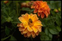 PFLWX036.TIF