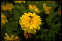 PFLWX034.TIF