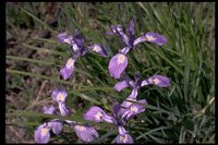 PFLWX033.TIF