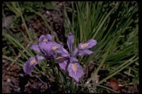 PFLWX032.TIF
