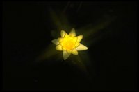 PFLWX028.TIF