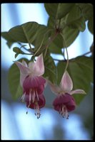 PFLWX026.TIF
