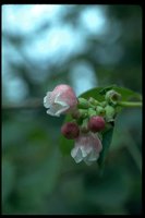 PFLWX024.TIF