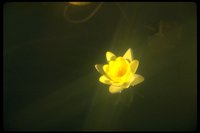 PFLWX023.TIF