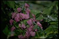 PFLWX022.TIF