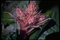 PFLWX009.TIF