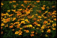 PFLWX006.TIF