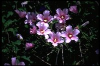 PFLWX005.TIF