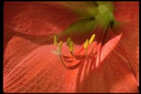 PFLWR45.TIF