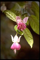 PFLWR39.TIF