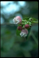 PFLWR01.TIF