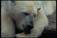PBEAR005.TIF