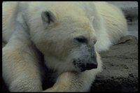 PBEAR004.TIF