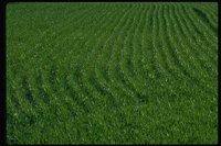 P42_070.TIF