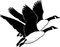 GEESE.WMF