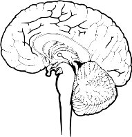 BRAIN.WMF