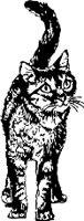 CAT1.WMF