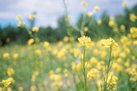 010709_0842_0068_nsls.jpg