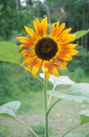 010709_0842_0004_nsls.jpg
