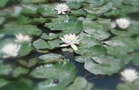 010704_0832_0703_nsls.jpg