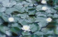 010704_0832_0702_nsls.jpg