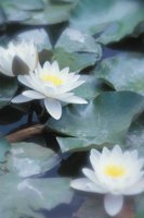 010704_0832_0701_nsls.jpg