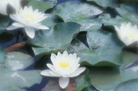 010704_0832_0700_nsls.jpg