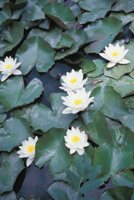 010704_0832_0699_nsls.jpg