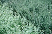 010704_0832_0624_nsls.jpg