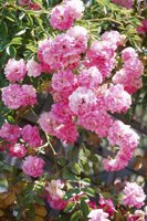 010704_0832_0617_nsls.jpg