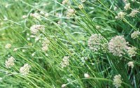 010704_0832_0616_nsls.jpg