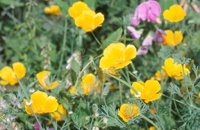 010704_0832_0611_nsls.jpg
