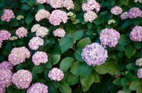 010704_0832_0389_nsls.jpg