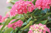 010704_0832_0375_nsls.jpg