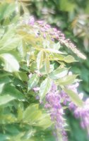 010704_0832_0177_nsls.jpg