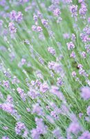 010704_0832_0166_nsls.jpg