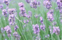010704_0832_0165_nsls.jpg