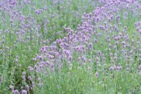 010704_0832_0163_nsls.jpg