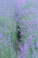 010704_0832_0162_nsls.jpg