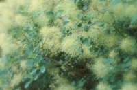 010704_0832_0160_nsls.jpg
