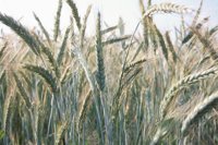 010704_0832_0117_nsls.jpg
