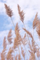 010618_0810_0010_lsls.jpg