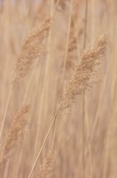 010618_0810_0008_lsls.jpg