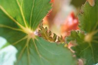 010605_0790_0042_nsls.jpg