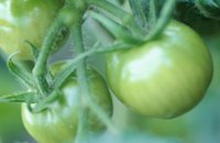 010605_0790_0041_nsls.jpg