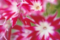 010605_0790_0040_nsls.jpg
