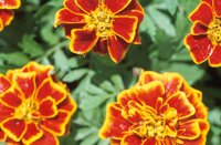010510_0753_0101_nsls.jpg