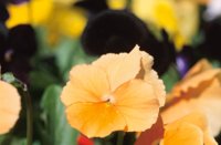 010510_0753_0011_nsls.jpg