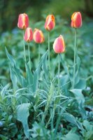 010508_0745_0010_nsls.jpg